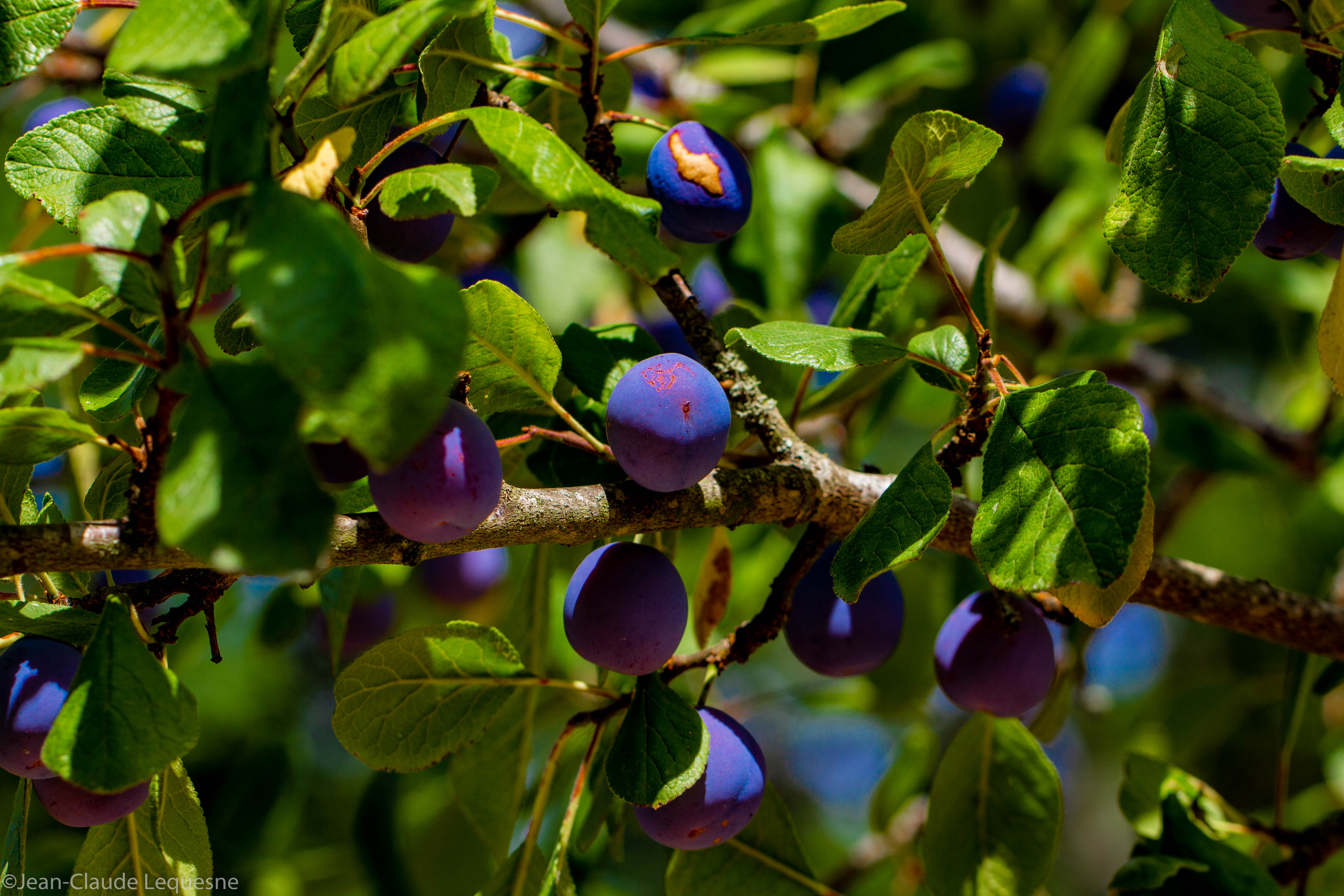 Prune bleue de Bajamont